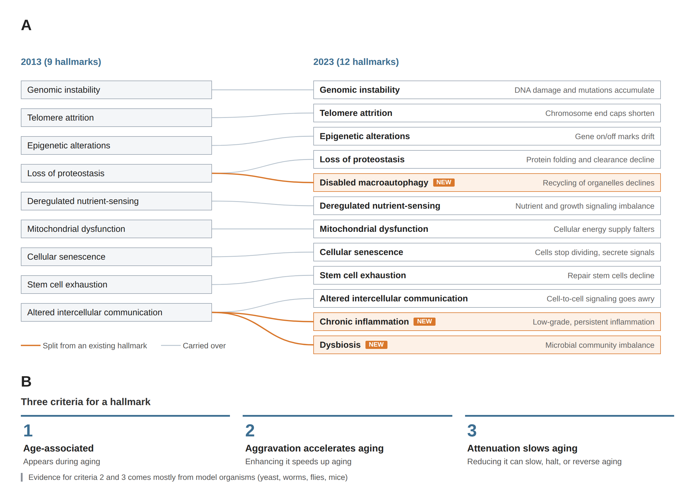 Evolution of the hallmarks and their entry criteria: the 2013 list of nine on the left connects by lines to the 2023 list of twelve on the right. Disabled macroautophagy branches from loss of proteostasis; chronic inflammation and dysbiosis branch from altered intercellular communication. Below, the three conditions required for a change to qualify as a hallmark.