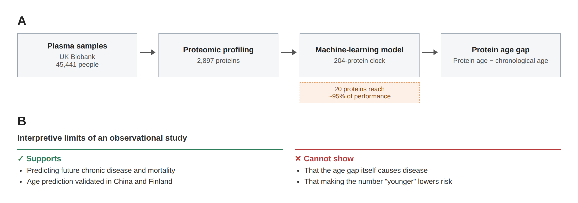 Pipeline for a plasma proteomic aging clock: 45,441 UK Biobank plasma samples, 2,897 proteins measured, machine learning produces a 204-protein clock, 20 proteins reach roughly 95% of full-model performance, output is protein age minus chronological age. Below, a comparison of what this kind of observational study can and cannot support.